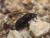 Sphenophorus sp.